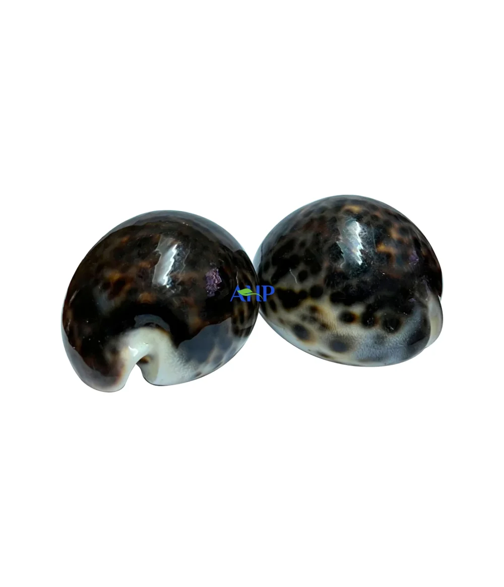 Snail Shells x 2