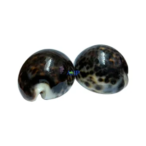 Snail Shells x 2
