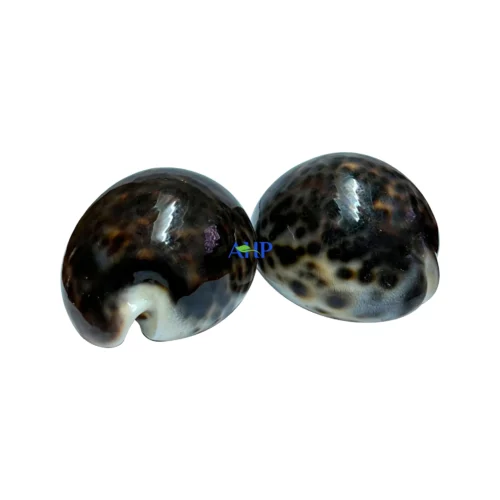 Snail Shells x 2