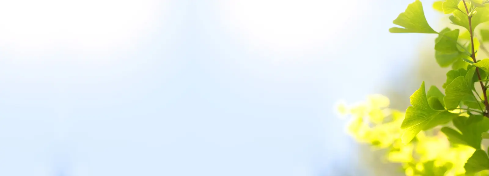 Avent Herbal Products - Blog Post, Article