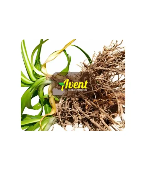 Mayime Traditional Muthi - Avent Herbal Products