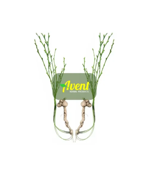 Velemoyeni Traditional Muthi - Avent