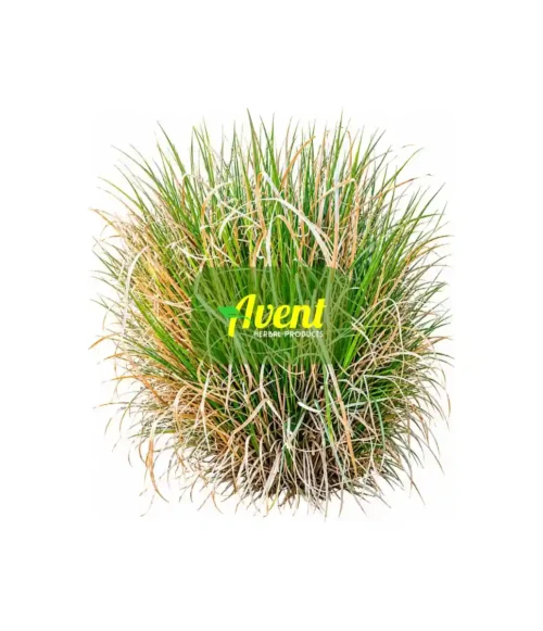 Woza Woza Traditional Muthi - Avent Herbal Products